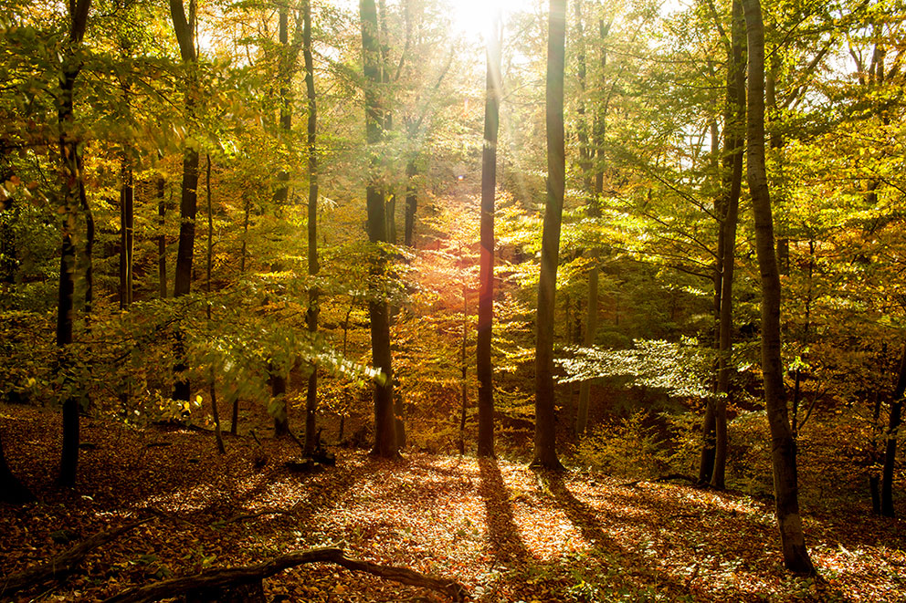 Holzbau-Dahm, 3-Baeume-Bag (Hilfsaktion, Spenden, Aufforsten, Eifel, oekologisch Bauen, Klimaschutz, Nachhaltigkeit)